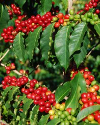Kona coffee berries