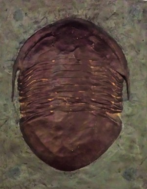 trilobite-cast-resized