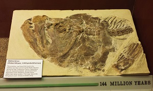 xiphactinus-1-resized