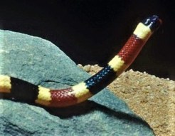 coral-snake-photo-by-skeeze-pixabay