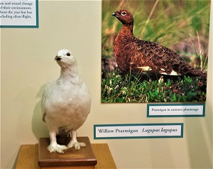 ptamargin-msu-museum-photo-by-cjverb