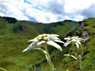 edelweiss-patsgams0-pixabay