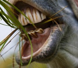 Herbivore (horse) teeth, Photo by BiniP, Pixabay