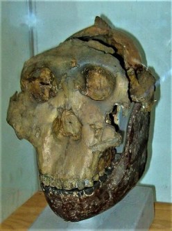 Nutcracker Man, Photo by RegentsPark, Wikimedia Commons