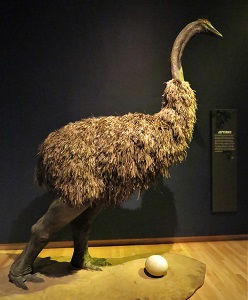 Aepyronis, Grand Rapids Public Museum, Photo by cjverb (2018)