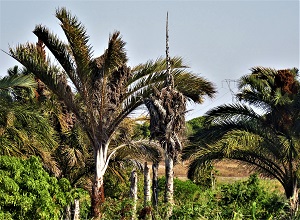 Raphia Tree, Photo by Ton Rulkens (2014), WikiMedia Commons