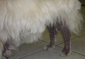 Sarcoptic Mange, Photo by Uwe Gille (2008), WikiMedia Commons