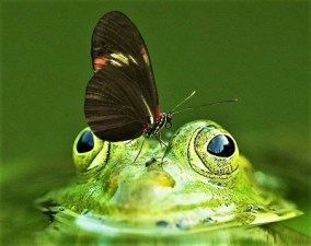 Butterfly & Frog, Photo by Frank Winkler, Pixabay-closeup 400px
