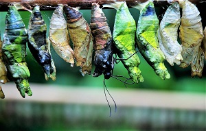 Chrysalises, Photo by GLady, Pixabay