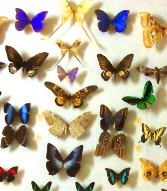 Lepidoptera, Michigan State University Museum, Photo by cjverb (2013)-1