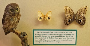 Saw-Whet Owl, Owl Butterfly & Io Moth, MSU Museum, Photo by cjverb