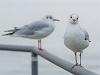 Sea Gulls, Photo by Michael Schwarzenberger, Pixabay-100px