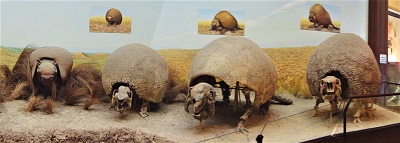 Glyptodon, Photo by André Ganzarolli Martins, Museo de La Plata, Argentina, Wikimedia Commons