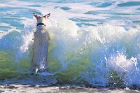 Dog Splash by Ulrike Mai, Pixabay-200px